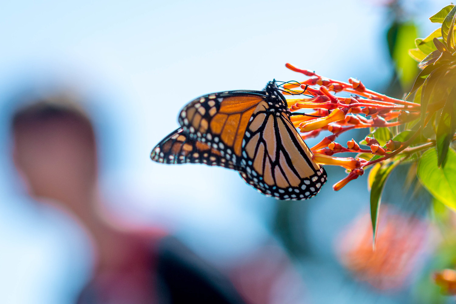 why dedicated cameras are better than smartphones-butterfly