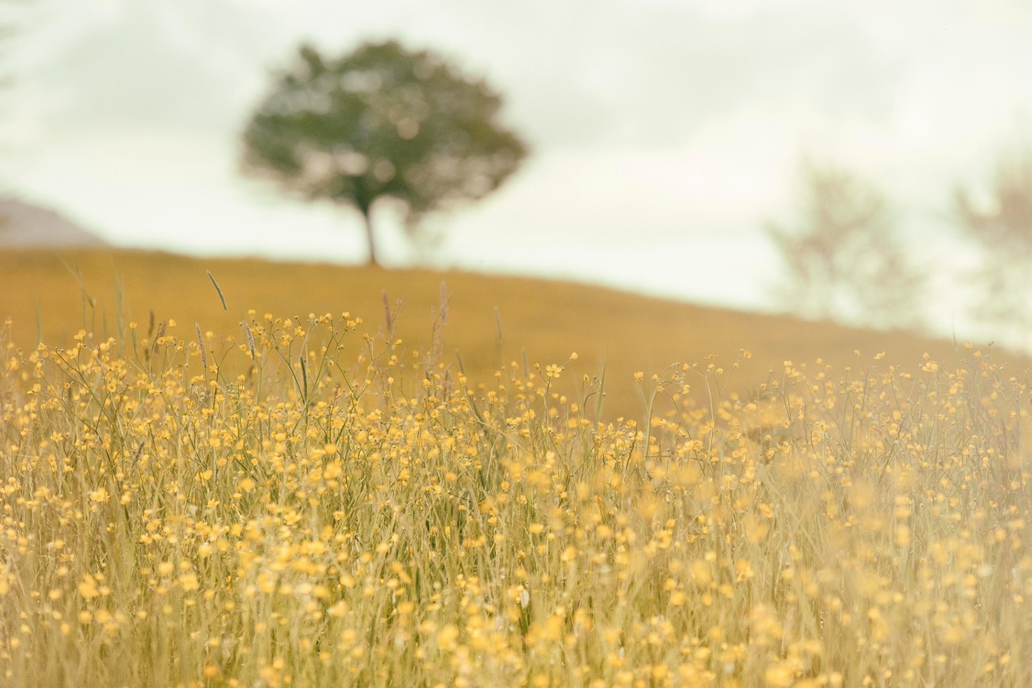 Landscape Photography: A Comprehensive Guide (+ 23 Expert Tips)