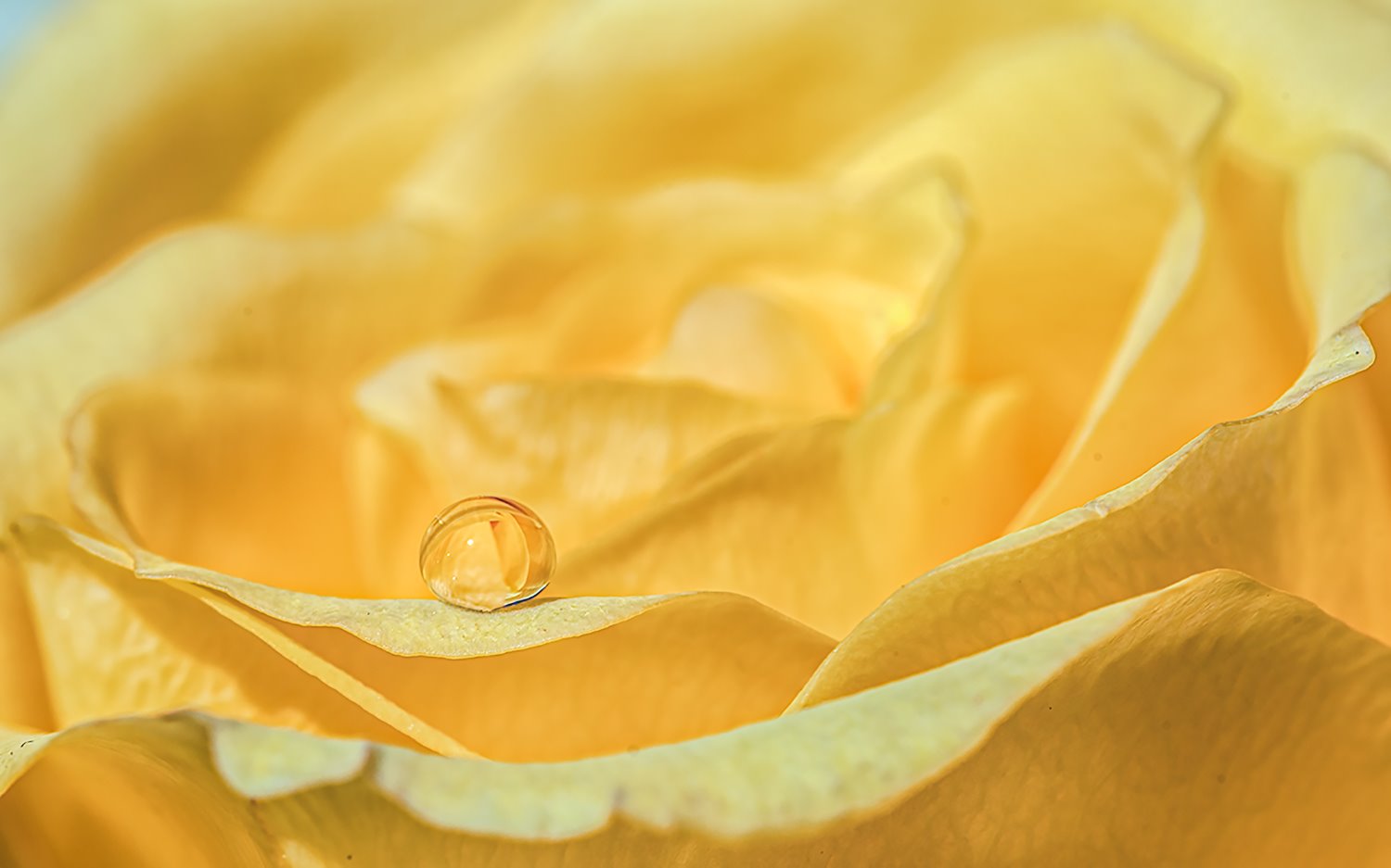 macro photography tips for point and shoot cameras
