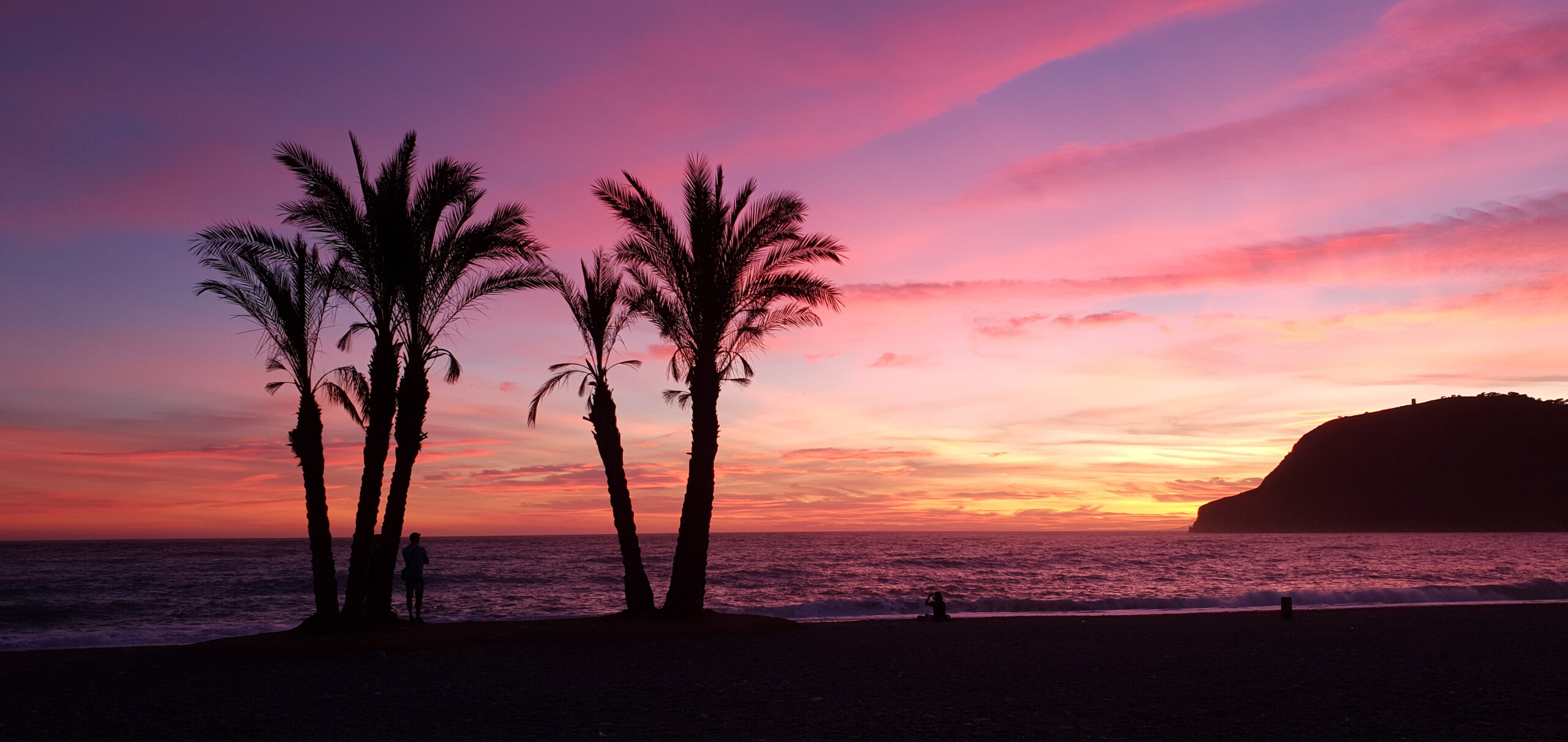 sunset with palm tree silhouettes