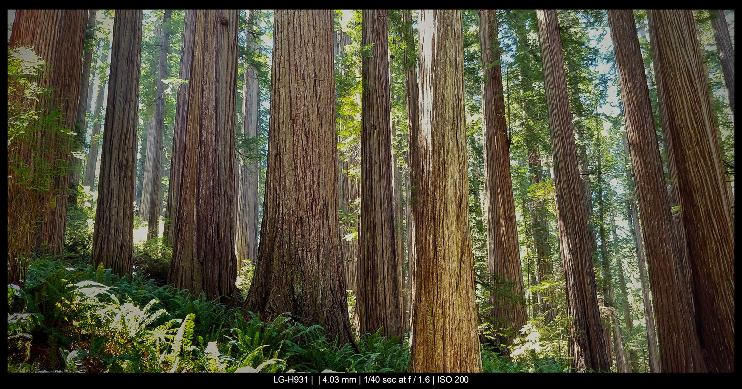 huge trees in a forest