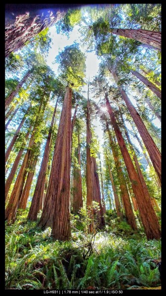 trees on a sunny day