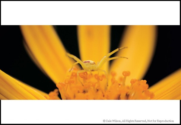 Image: A backyard garden is a prefect training ground for the nature photographer. Get down low and...